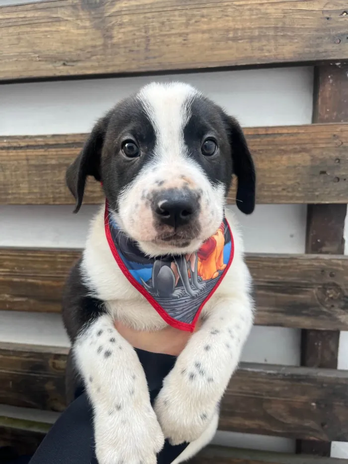 Cachorro ra a SRD-ViraLata idade Abaixo de 2 meses nome Aragorn