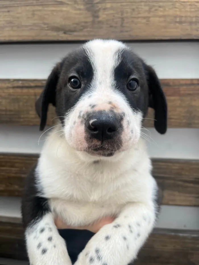 Cachorro ra a SRD-ViraLata idade Abaixo de 2 meses nome Aragorn