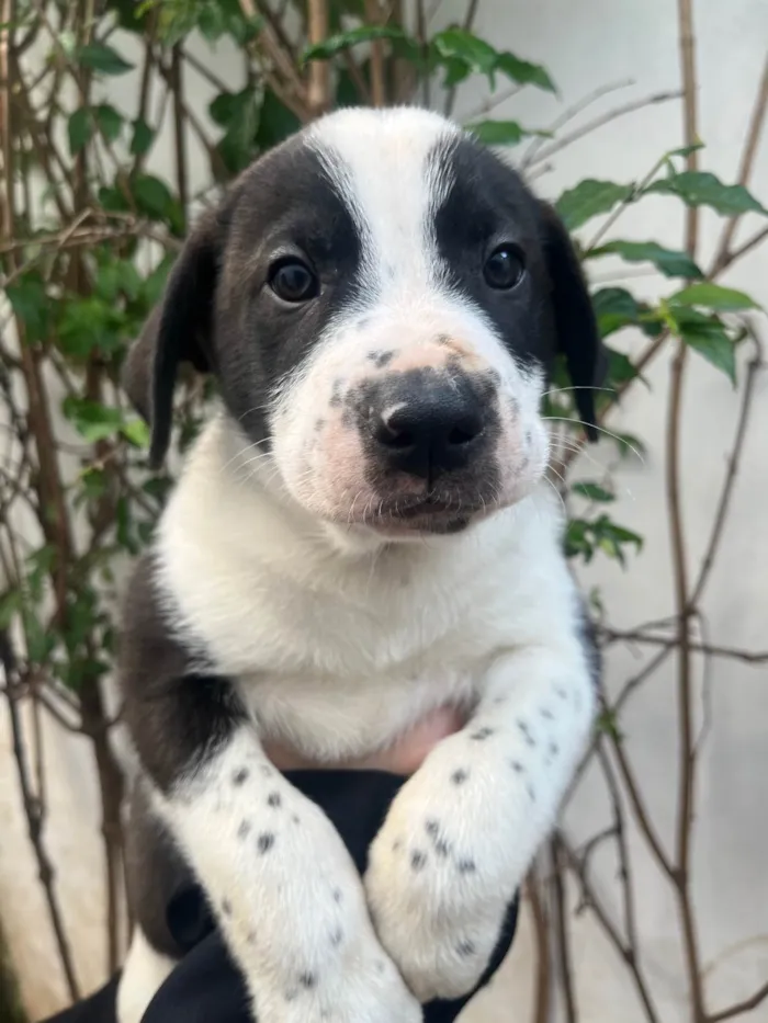 Cachorro ra a SRD-ViraLata idade Abaixo de 2 meses nome Aragorn