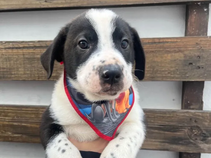 Cachorro ra a SRD-ViraLata idade Abaixo de 2 meses nome Aragorn