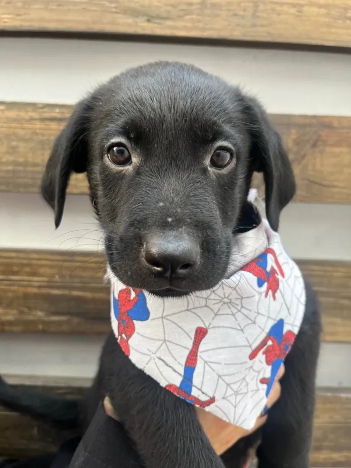 Cachorro ra a SRD-ViraLata idade Abaixo de 2 meses nome Gimli