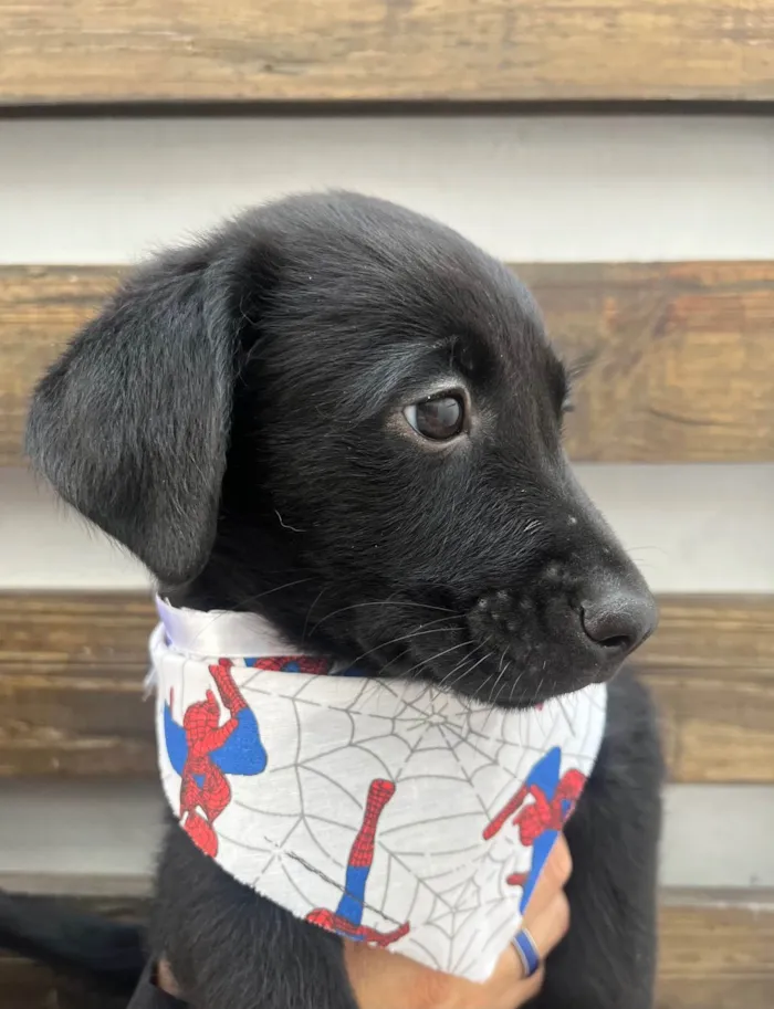 Cachorro ra a SRD-ViraLata idade Abaixo de 2 meses nome Gimli