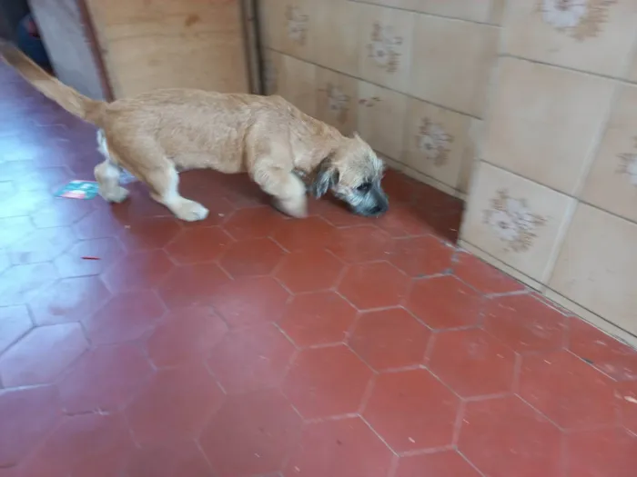 Cachorro ra a Lhasa Apso com Labrador idade 2 a 6 meses nome NINA