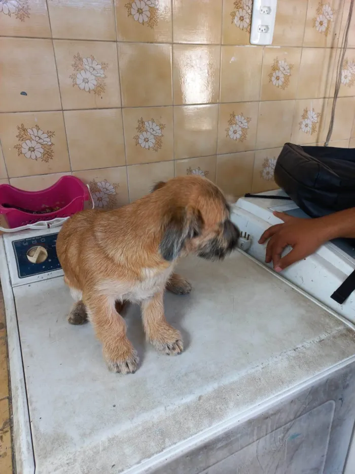 Cachorro ra a Lhasa Apso com Labrador idade 2 a 6 meses nome NINA