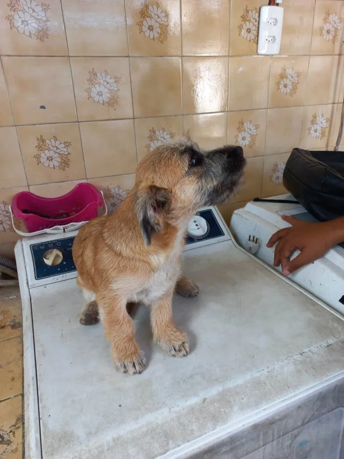 Cachorro ra a Lhasa Apso com Labrador idade 2 a 6 meses nome NINA