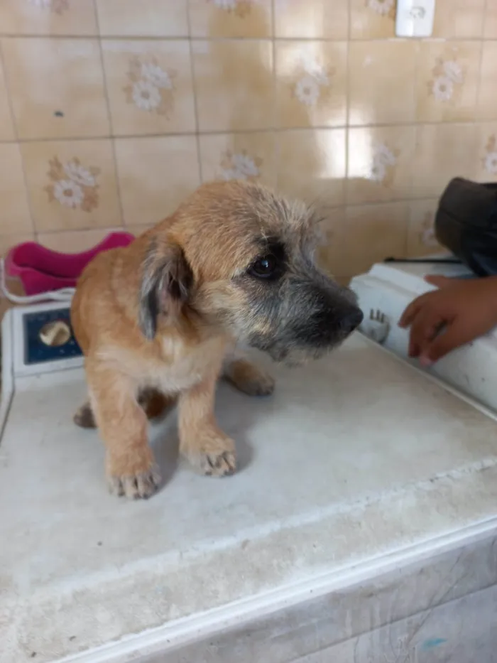 Cachorro ra a Lhasa Apso com Labrador idade 2 a 6 meses nome NINA