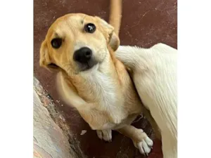 Cachorro raça SRD-ViraLata idade 2 a 6 meses nome Luly