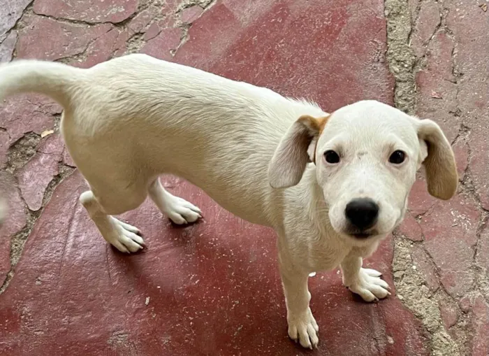 Cachorro ra a SRD-ViraLata idade 2 a 6 meses nome Bombom