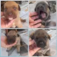 Bela , caramelo , lua e chorão 
