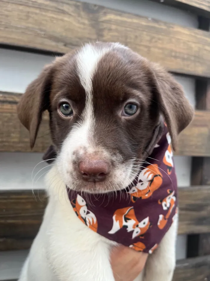 Cachorro ra a SRD-ViraLata idade Abaixo de 2 meses nome Legolas