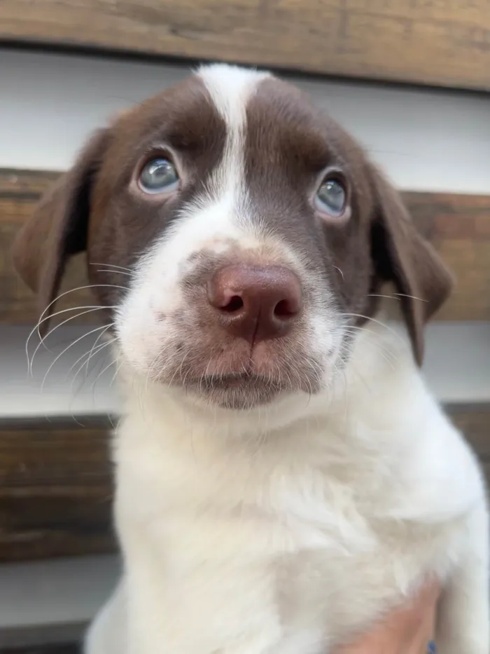 Cachorro ra a SRD-ViraLata idade Abaixo de 2 meses nome Legolas