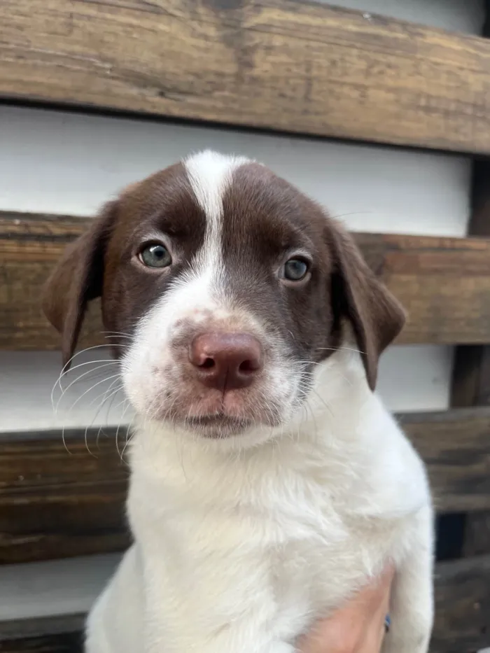 Cachorro ra a SRD-ViraLata idade Abaixo de 2 meses nome Legolas