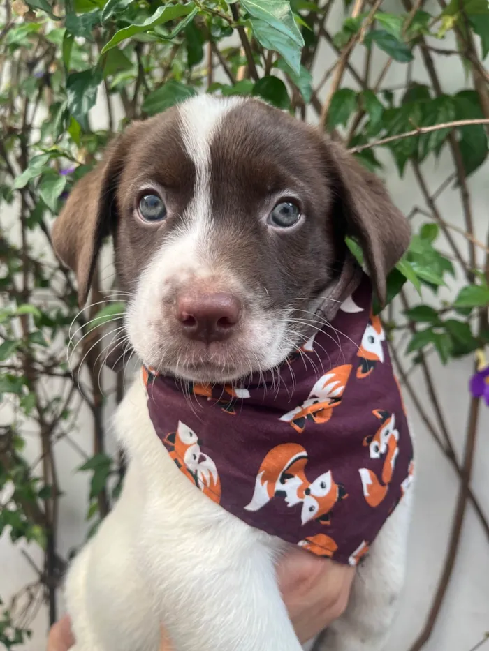 Cachorro ra a SRD-ViraLata idade Abaixo de 2 meses nome Legolas