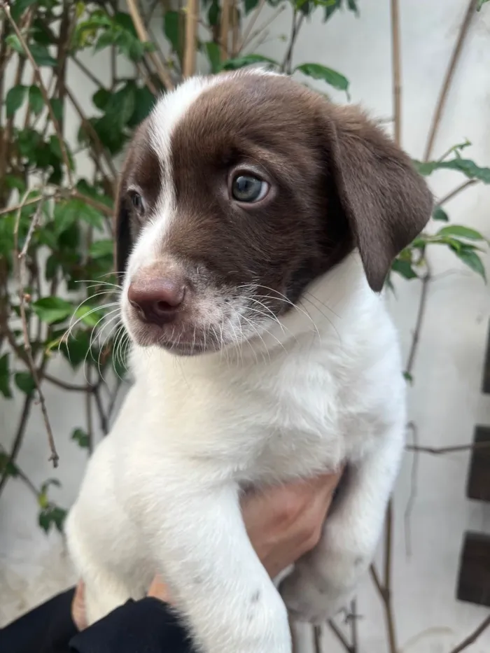 Cachorro ra a SRD-ViraLata idade Abaixo de 2 meses nome Legolas