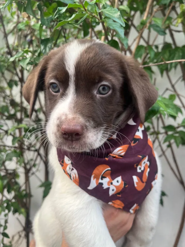 Cachorro ra a SRD-ViraLata idade Abaixo de 2 meses nome Legolas