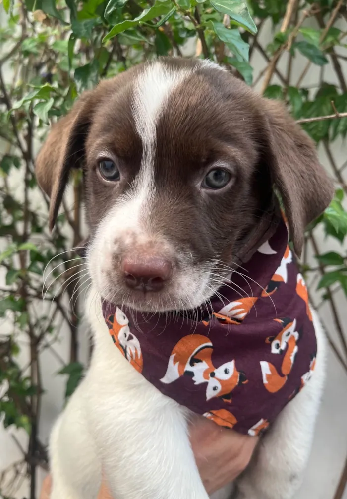 Cachorro ra a SRD-ViraLata idade Abaixo de 2 meses nome Legolas