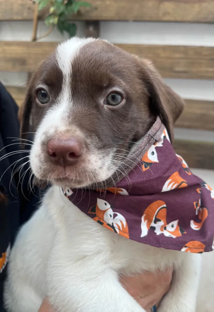 Cachorro ra a SRD-ViraLata idade Abaixo de 2 meses nome Legolas