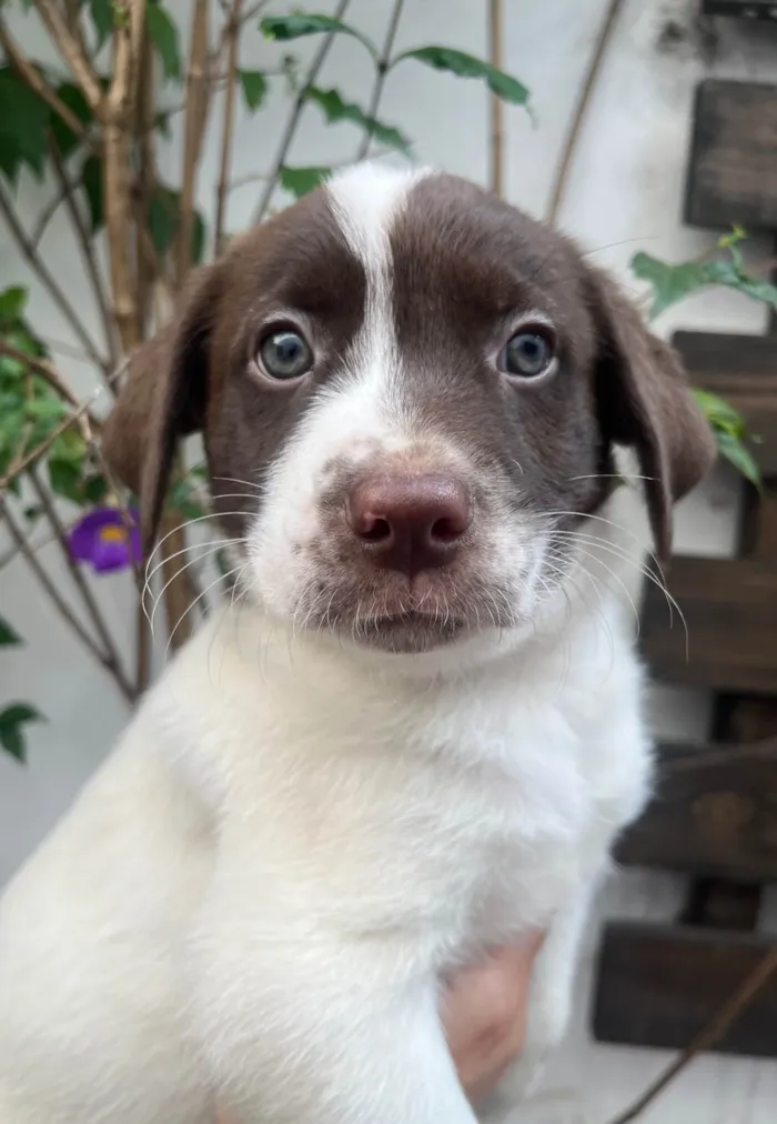 Cachorro ra a SRD-ViraLata idade Abaixo de 2 meses nome Legolas
