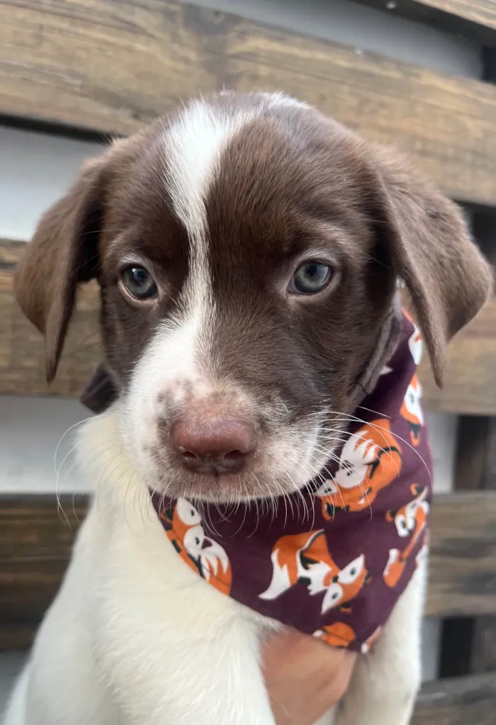 Cachorro ra a SRD-ViraLata idade Abaixo de 2 meses nome Legolas