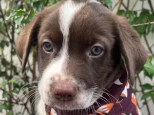 Cachorro raça SRD-ViraLata idade Abaixo de 2 meses nome Legolas