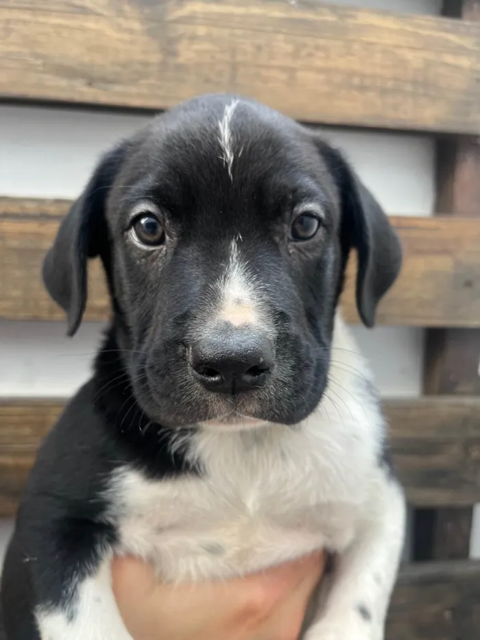 Cachorro ra a SRD-ViraLata idade Abaixo de 2 meses nome Samwise