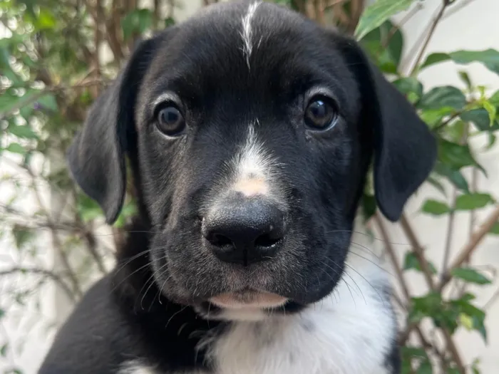 Cachorro ra a SRD-ViraLata idade Abaixo de 2 meses nome Samwise