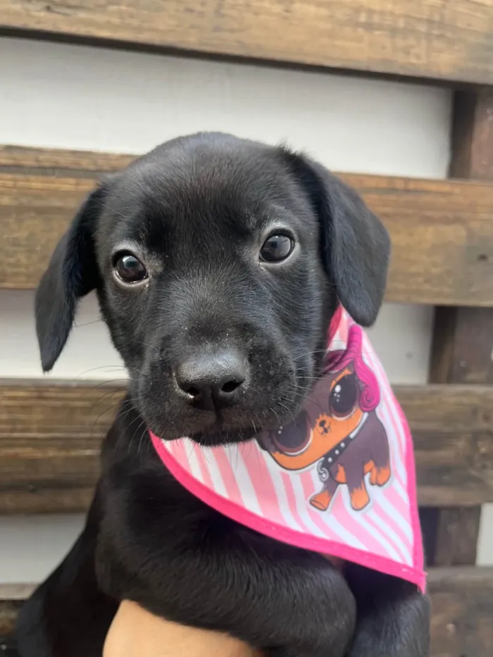 Cachorro ra a SRD-ViraLata idade Abaixo de 2 meses nome Galadriel