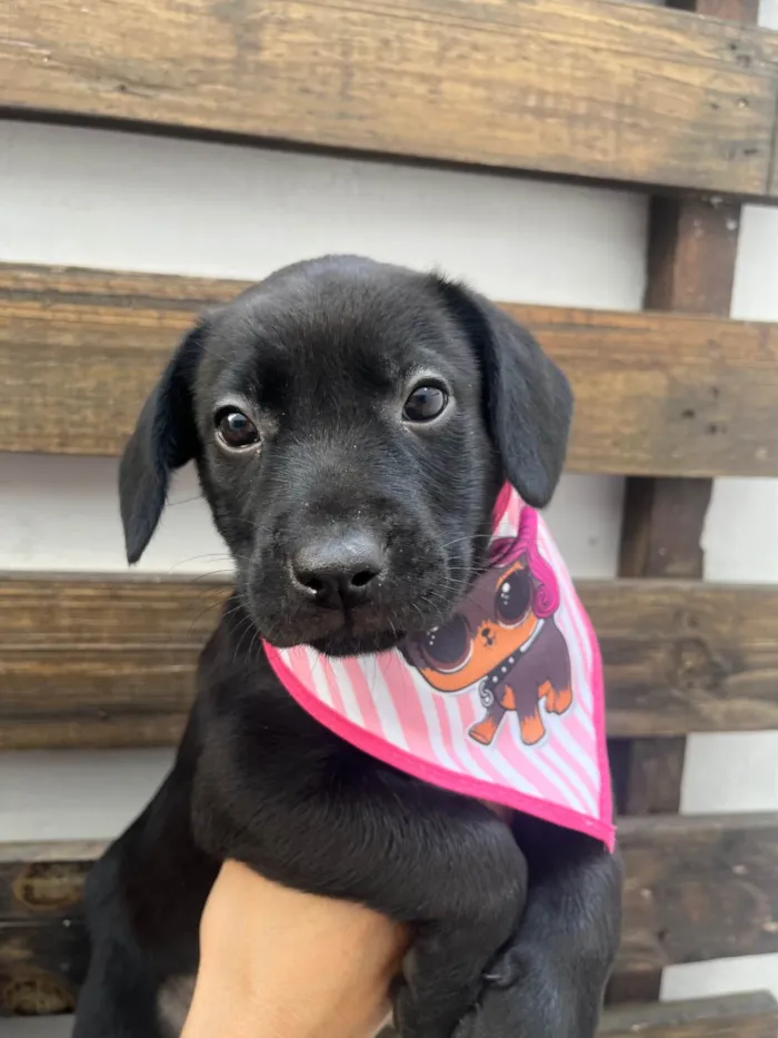 Cachorro ra a SRD-ViraLata idade Abaixo de 2 meses nome Galadriel