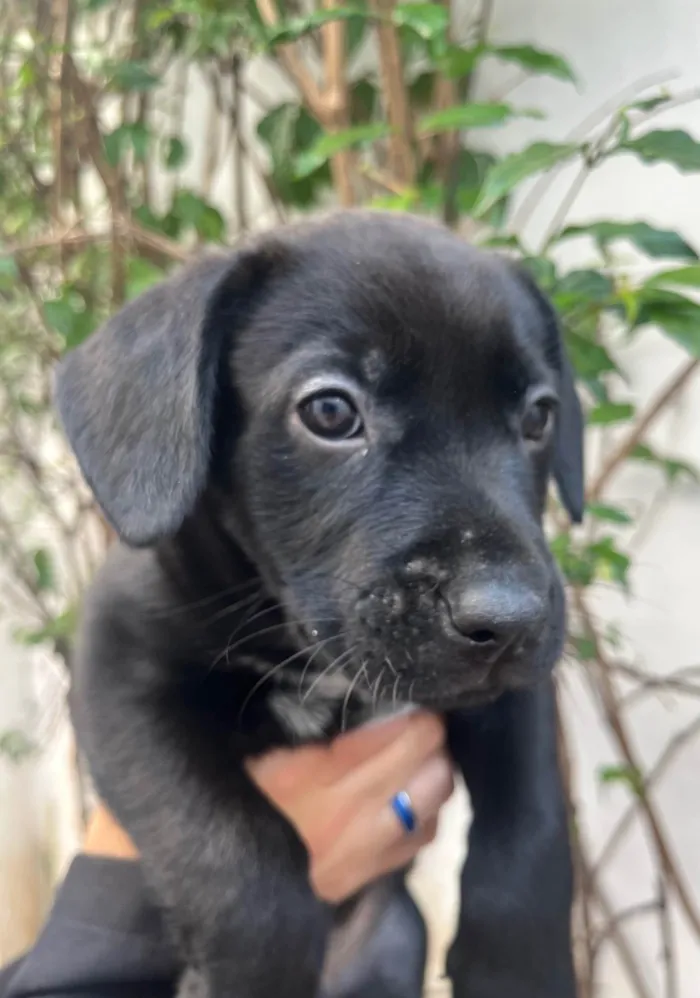 Cachorro ra a SRD-ViraLata idade Abaixo de 2 meses nome Galadriel