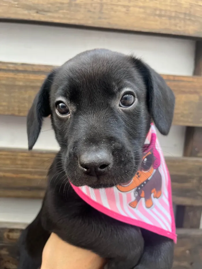 Cachorro ra a SRD-ViraLata idade Abaixo de 2 meses nome Galadriel