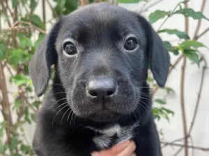 Cachorro raça SRD-ViraLata idade Abaixo de 2 meses nome Galadriel