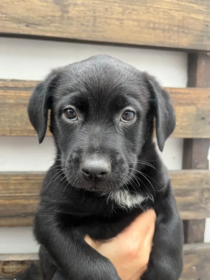 Cachorro ra a SRD-ViraLata idade Abaixo de 2 meses nome Arwen