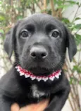 Arwen