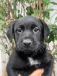 Arwen