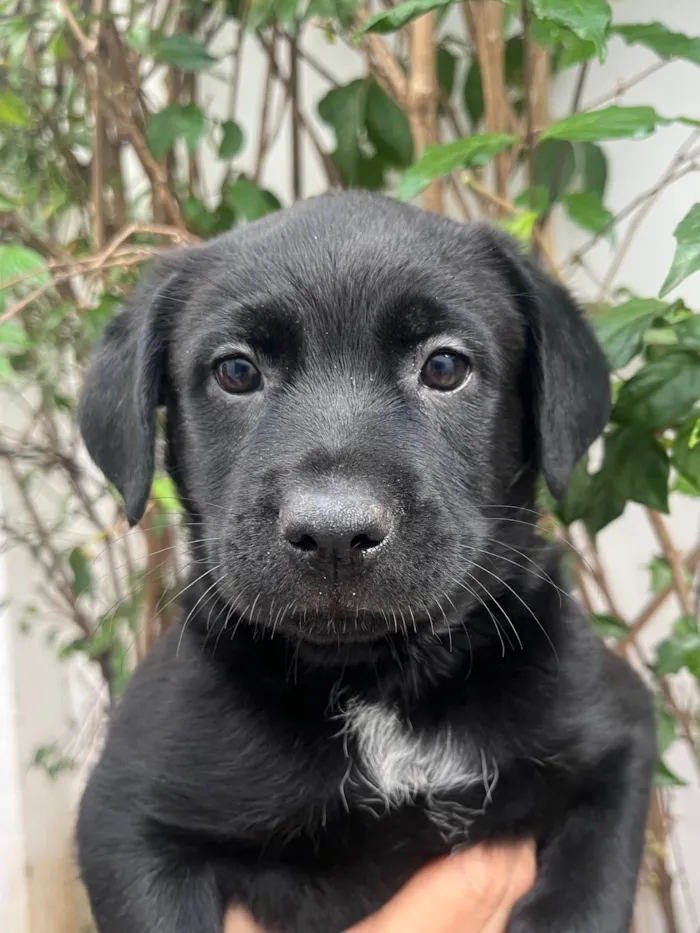 Cachorro ra a SRD-ViraLata idade Abaixo de 2 meses nome Arwen