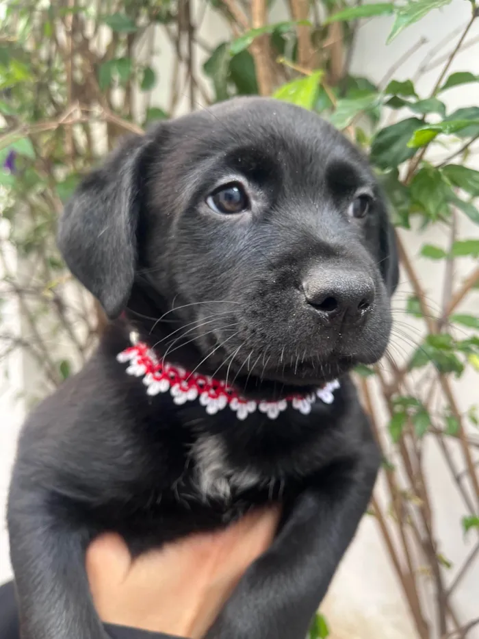 Cachorro ra a SRD-ViraLata idade Abaixo de 2 meses nome Arwen