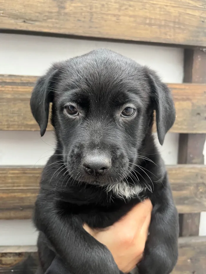 Cachorro ra a SRD-ViraLata idade Abaixo de 2 meses nome Arwen