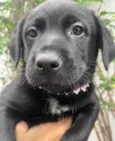 Arwen