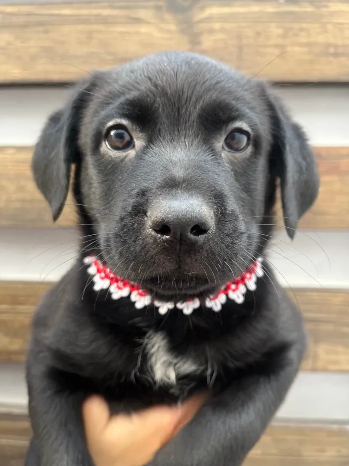 Cachorro ra a SRD-ViraLata idade Abaixo de 2 meses nome Arwen
