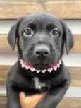 Arwen