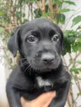 Arwen