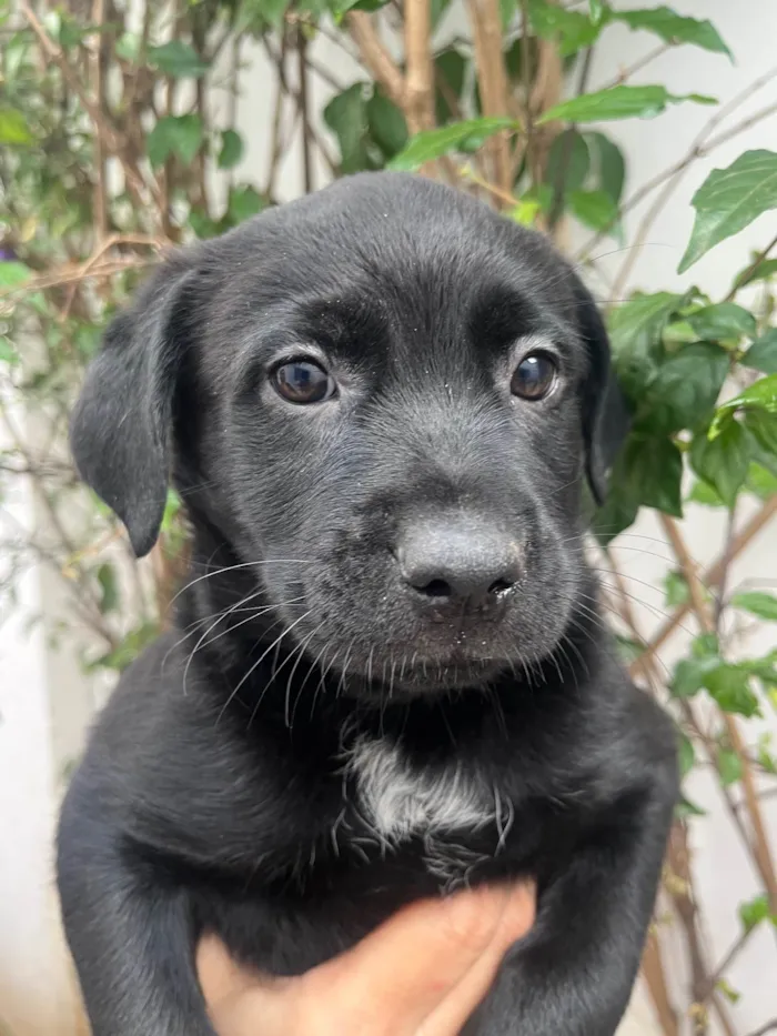 Cachorro ra a SRD-ViraLata idade Abaixo de 2 meses nome Arwen