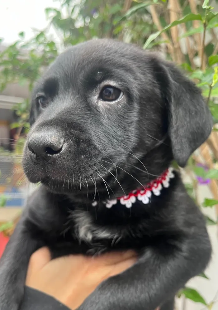 Cachorro ra a SRD-ViraLata idade Abaixo de 2 meses nome Arwen