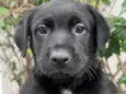 Arwen
