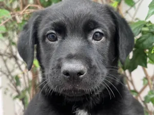 Cachorro raça SRD-ViraLata idade Abaixo de 2 meses nome Arwen