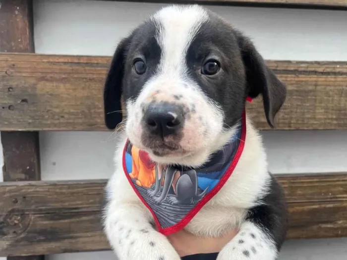 Cachorro ra a SRD-ViraLata idade Abaixo de 2 meses nome Aragorn