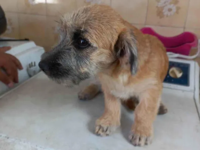 Cachorro ra a Lhasa Apso com Labrador idade 2 a 6 meses nome NINA