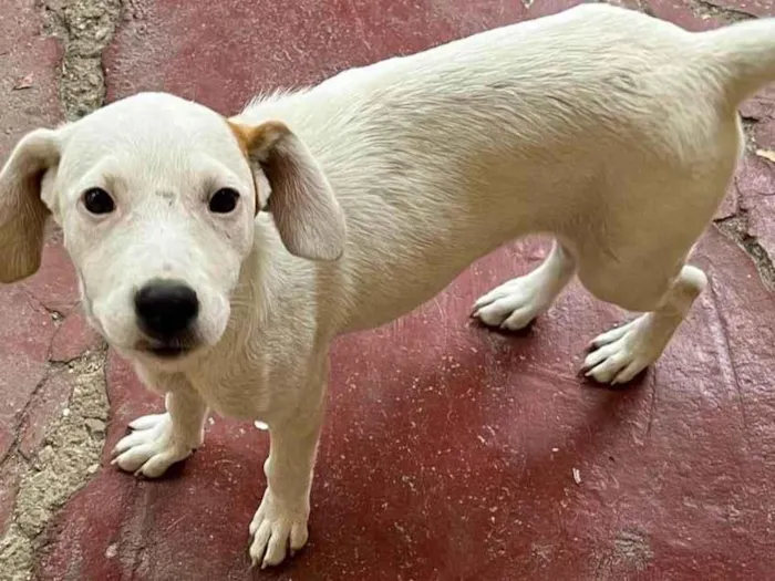 Cachorro ra a SRD-ViraLata idade 2 a 6 meses nome Bombom