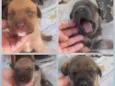 Bela , caramelo , lua e chorão 
