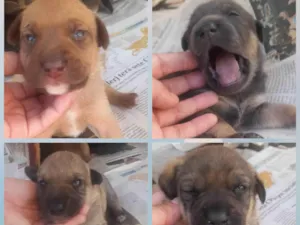 Cachorro raça SRD-ViraLata idade Abaixo de 2 meses nome Bela , caramelo , lua e chorão 